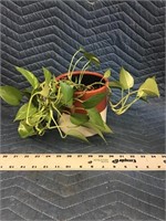 Real Plant in Ceramic Planter