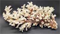 (H) Coral 10x6x3in