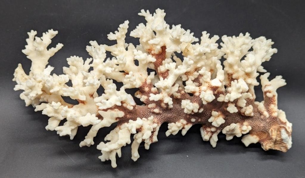 (H) Coral 10x6x3in