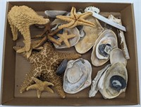 (H) Shells, starfish and more