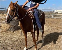 (VIC): PADDY - Stock Horse Gelding