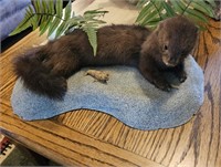 Weasel Taxidermy