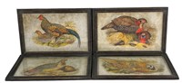 LOT OF FOUR EXOTIC FOWL ENGRAVINGS