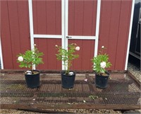 3 Shirley Temple Double White Peony Plants