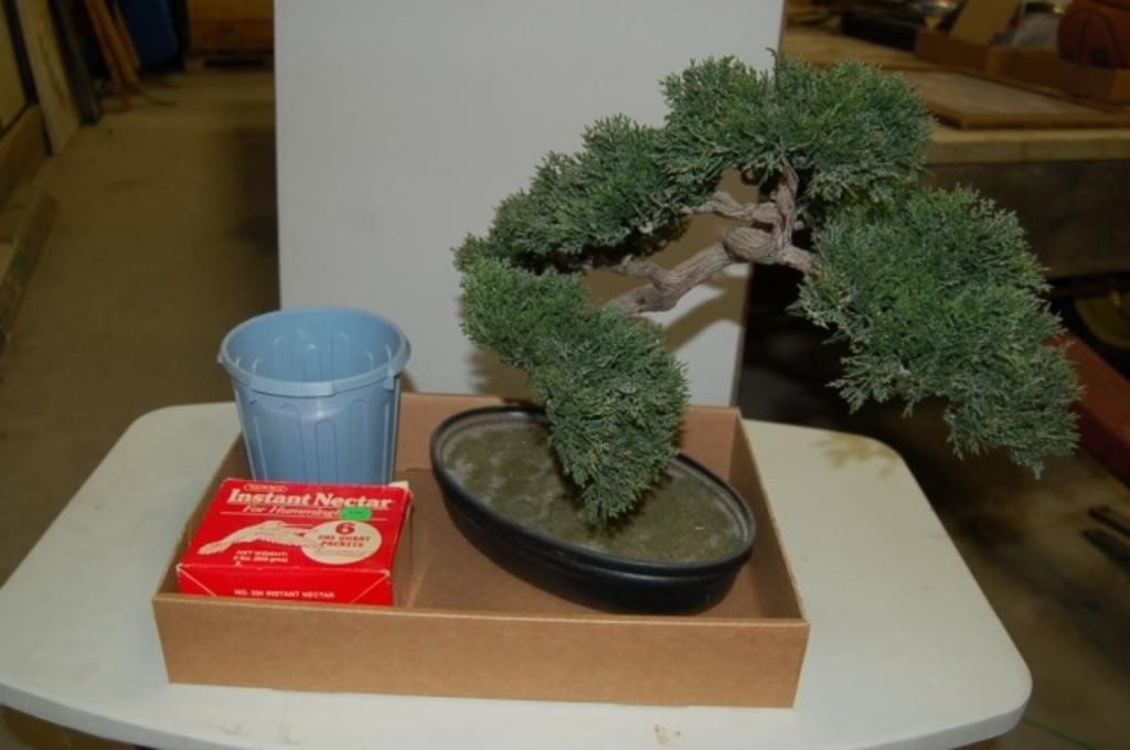 Bonsai Tree