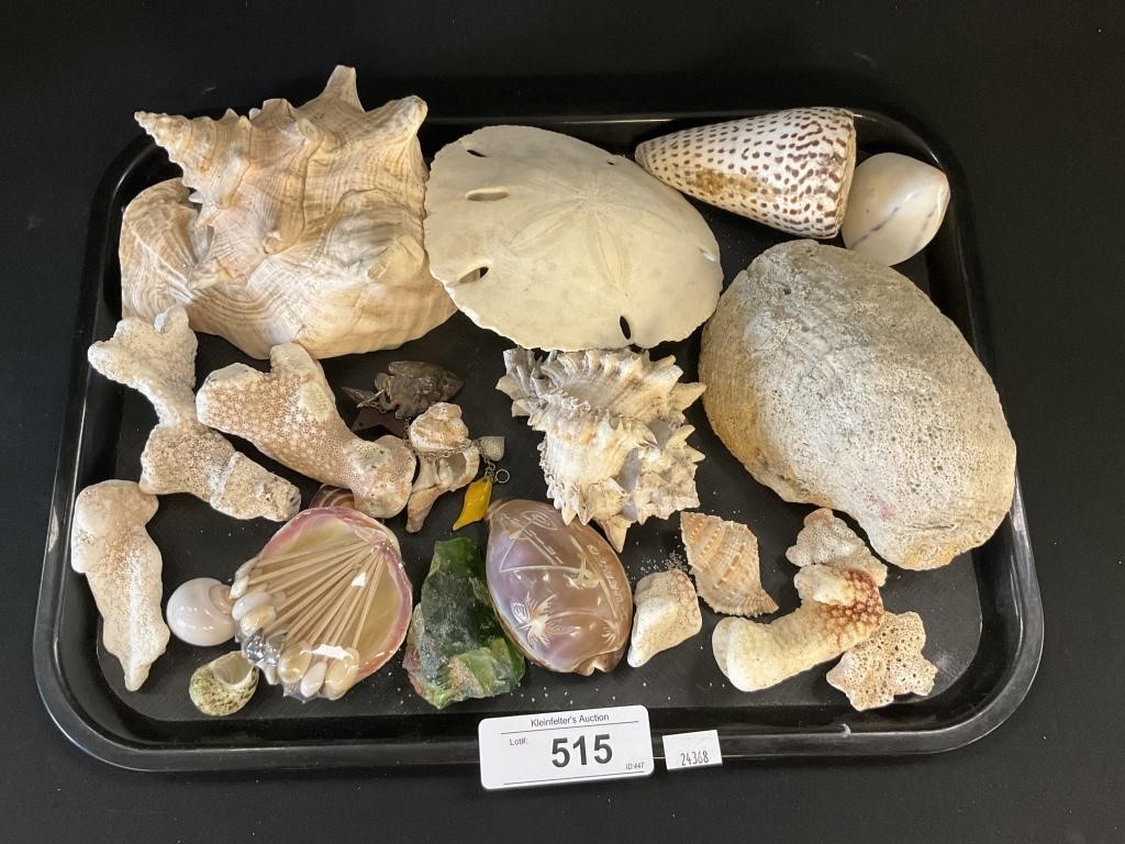 Various Seashells & Coral.