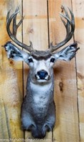 10-Point Deer Taxidermy Head Shoulder Wall Mount