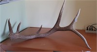 Extra Large Antler