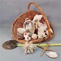 Seashells in Basket