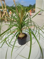 Small Ponytail Palm