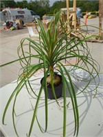 Small Ponytail Palm