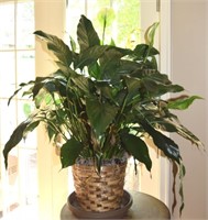 Potted Peace Lily House Plant 36" tall
