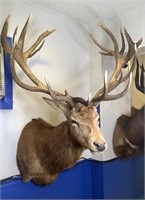 Red Stag Shoulder Mount