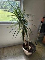 Palm Houseplant