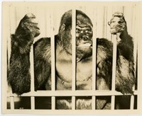 8x10 Gorilla in cage by Chester photo service