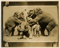 8x10 Elephants with trainers