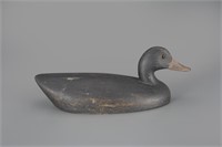 Black Duck