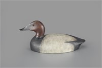 Canvasback Drake