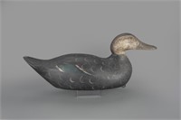 Premier-Grade Black Duck