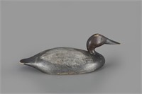 Canvasback Drake