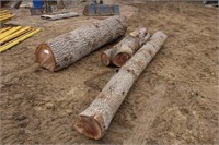 (3) Black Walnut Logs, 6Ft-12Ft