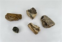 Group of Petrified Wood Pieces