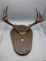 VTG wall mounted 8 point deer antlers