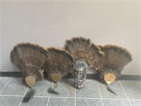 Lot Of Mounted Turkey Feathers