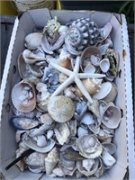 Lot of Seashells