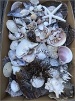 Lot of Seashells Starfish