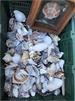 Lot of Seashells