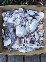 Lot of Seashells