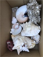 Lot of Large Seashells