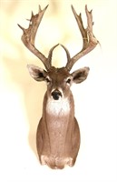 WHITE TAILED BUCK SHOULDER MOUNT