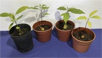 Plants - Plantas