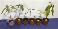 Avocado Plants - Plantas