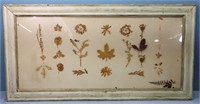 Framed Pressed Leaves