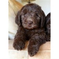 Cuteness abounds! Cocoa the Australian Labradoodle