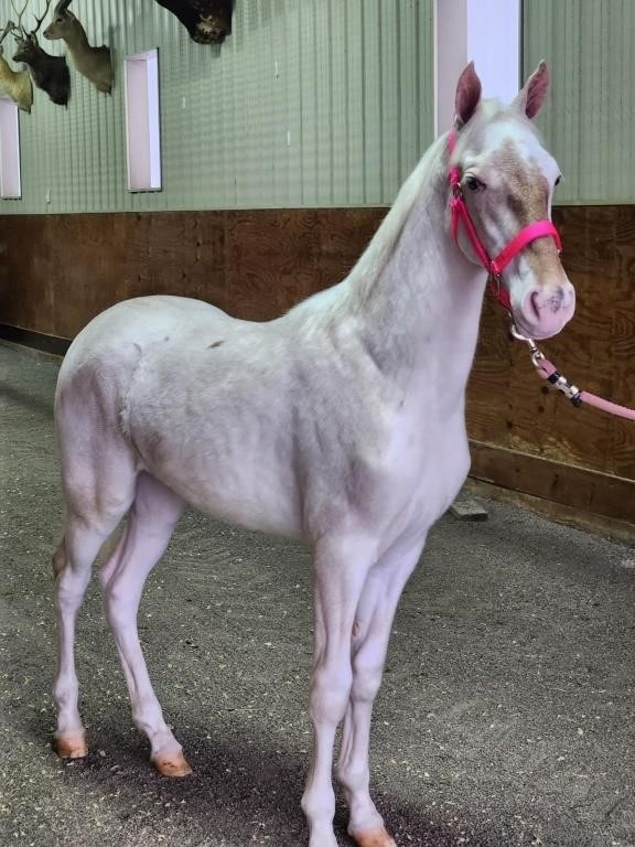 Pusher's Batter Up - Sorrel Roan Sabino Filly