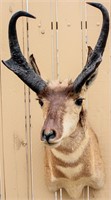 Taxidermy Pronghorn Antelope Bust Mount Trophy