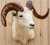Taxidermy Bighorn Sheep Ram Bust Mount Trophy