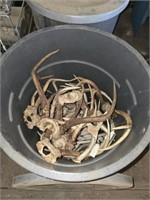 Plastic bin full of deer antlers