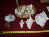 Asst. Sea Shells w/Basket