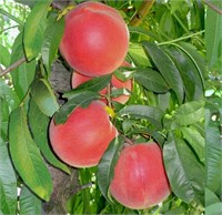 (18) 1/4" Elegant Lady Peach Trees on Lovell Certi