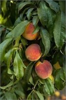 (40) Summerset Peach Trees on Lovell Certified
