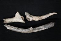 22" Extinct Eastern Elk Antler 3 Pieces Found in W