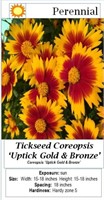 6 Gold and Bronze Coreopsis Plants