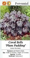 6 Plum Pudding Coral Bell Plants