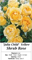 2 Julia Child Yellow Hasslefree Rose Plants