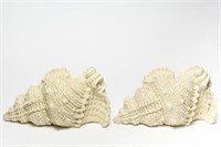 Pair of Glazed Ceramic Whelk Shell Sconces